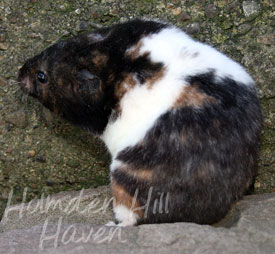 Cirri- Black Tortoiseshell and White (Banded) Shorthaired